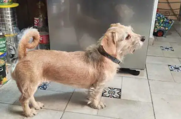 Búsqueda de mascotas, foto: Perro perdido Hembra, San Pablo de las Salinas (mxl489856)