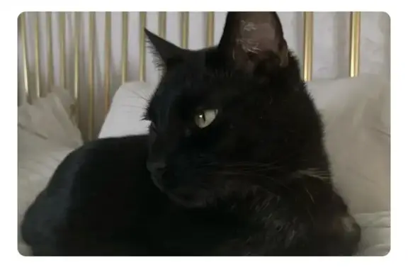 Missing cat Male, Greenwich (usl546199) - photo