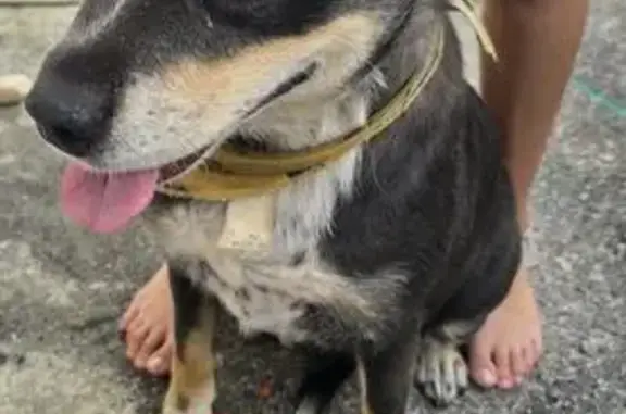 Found dog, Brisbane (af497310)