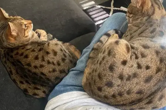Missing cat Female, Bolton (ul488727) - photo