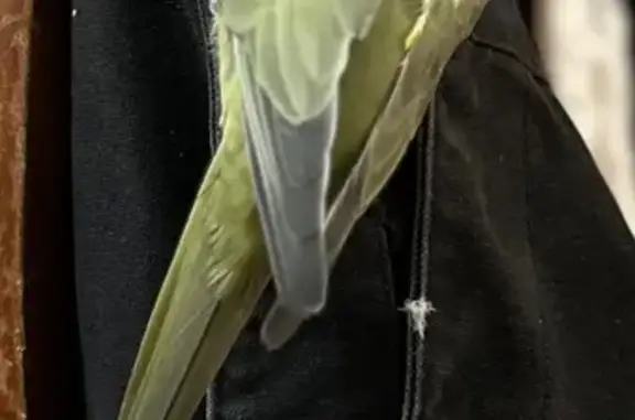 Lost bird Female, Sydney (al497312) - photo