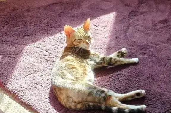 Missing cat Female, Lambeth (ul488728) - photo