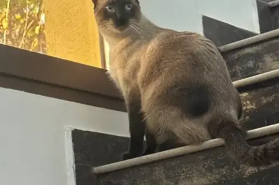 Gato encontrado Hembra, Castelldefels (sf497587) - photo