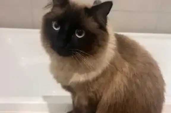 Missing cat Male, Ripley (al497313) - photo