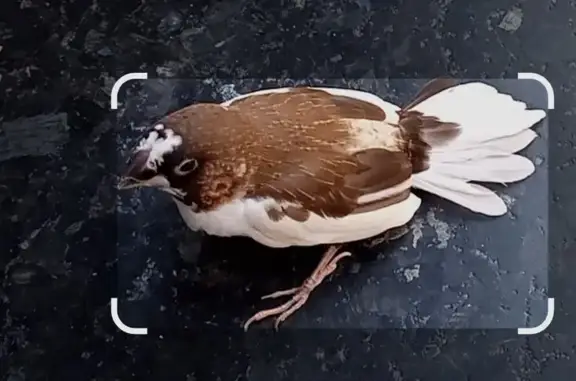 Pájaro perdido, Zaragoza (sf497588) - photo