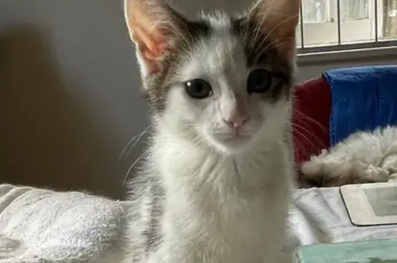 Missing cat Male, Sydney (al497314) - photo