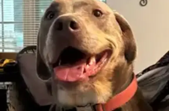 Missing dog Female, Atlanta (usl546206) - photo