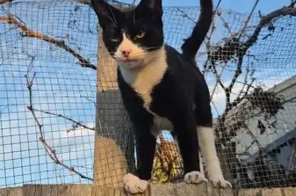 Cat found, Dandenong (af497315) - photo