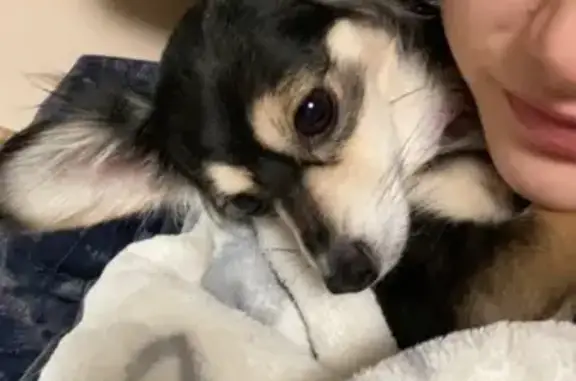 Missing dog Female, Ontario (usl546222) - photo
