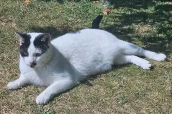 Missing cat Male, Small Heath (ul488729) - photo
