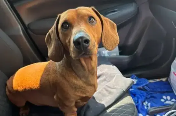 Found pets Durban, photo: Found dog Male, Durban (zf002824)