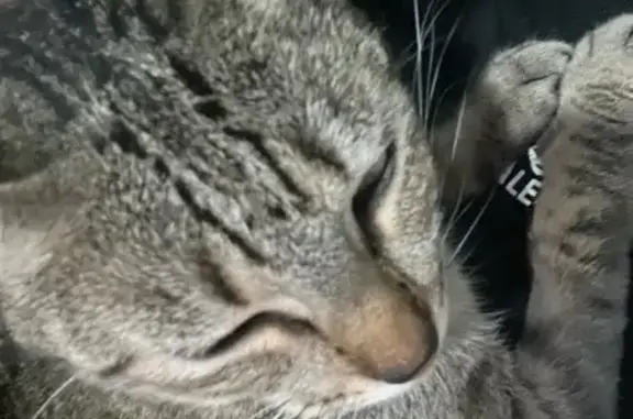 Lost and found pets Arlington, photo: Missing cat Female, Arlington (usl546236)
