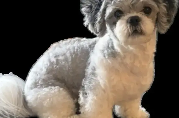 Missing dog Male, Houston (usl546234) - photo