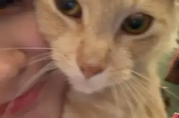 His color fur is light cream color. He has no collar. He’s really sweet and nice. He listens to when his name is being called. He has one chipped ear because he is fixed