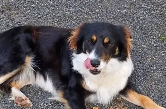 Perro perdido Hembra, Lugo (sl...