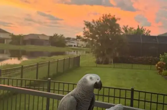 Missing bird Male, Orlando (usl546243) - photo