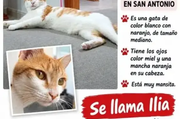 Gatos perdidos, Las Palmas de Gran Canaria, foto: Gato perdido, Calle Demetria, 16, Las Palmas de Gran Canaria — hembra blanca con manchas amarillas
