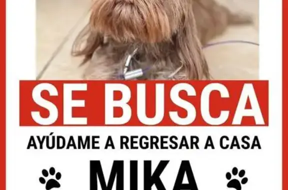 Perro perdido, Talavera, 3176, Zapopan — hembra café con collar - photo