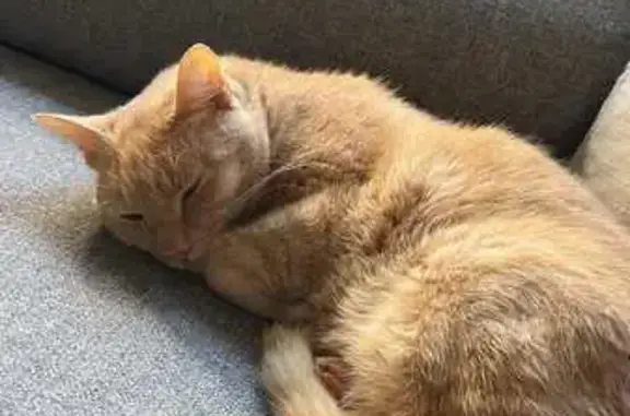 Lost male cat, Greenleaf Close, 5, Gold Coast, Tallebudgera — no collar - photo
