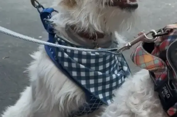 Lost dog, Oakey Flat Road, 320, City of Moreton Bay, Brisbane — male wearing a blue and white chequered bandana - photo