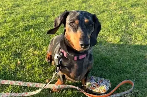 Lost dog, Gild Street, Belmont, Sydney — female black and brown dachshund - photo