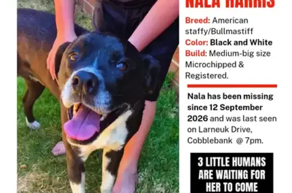 Missing dog Melton, photo: Lost female dog, Larneuk Drive, Melton — black and white, last seen in Cobblebank