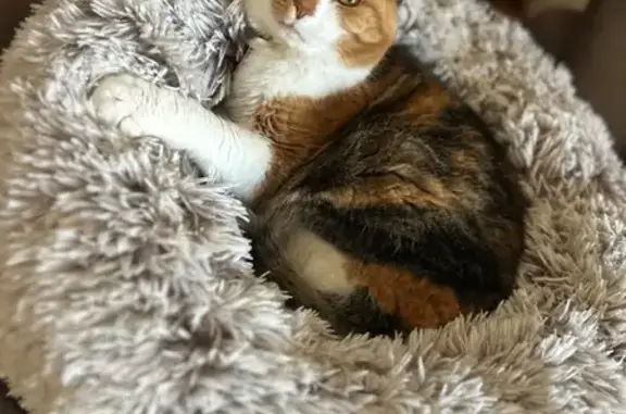 Lost cat, Third Avenue, 29, Norwood Payneham and St Peters, Adelaide — female with a love heart name tag - photo