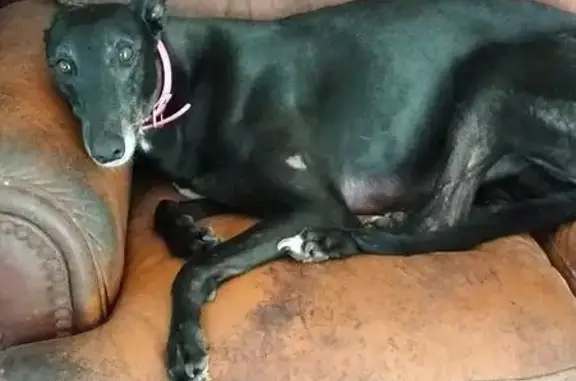 Lost dog, Redland, Queensland, Jacobs Well — female greyhound with a pink collar - photo