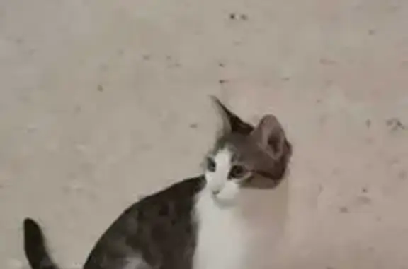 Gato perdido, Avenida Legion Española, 11A, Huelva — ojos grandes y verdes - photo