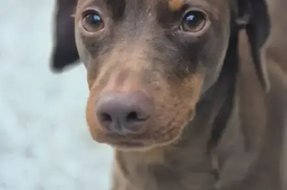 Cachorro perdido, macho, Av. Antônio Frederico Ozanan, Vila de Vito, Jundiaí — porte pequeno - photo