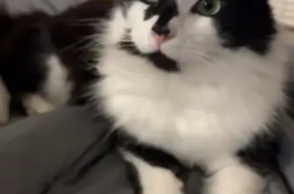 Lost cat, Liberty Road South, 4946, Salem — medium-sized male, mostly white - photo