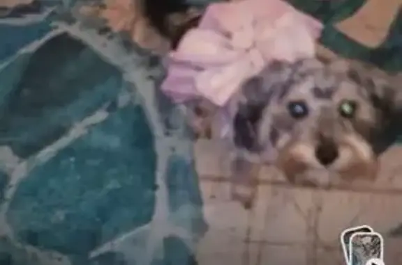 Lost dog, North 72nd Avenue, 607, Pensacola — female with silver/grey curly hair and a black tail - photo
