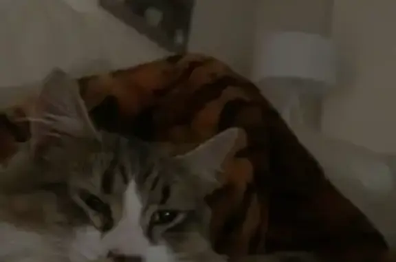 Lost male cat, Bailey Road, Two Wells — red collar with red bell - photo