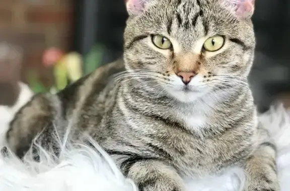 Lost cat, Elmtree Cottages, 2, Skirmett, Stokenchurch — small female tabby - photo