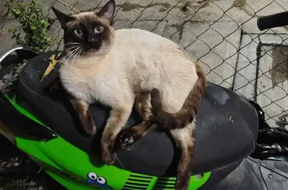 Búsqueda de mascotas, foto: Gato perdido, Avenida San José Sur, 143, Chicoloapan de Juárez, Chicoloapan — siamés macho, abdomen con línea café