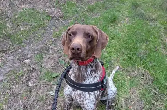 Braco Alemán marrón con motas blancas. Collar desgastado de la bandera de España. Se me escapó con una correa larga mientras entrenabamos. Responde al nombre de Rolo.