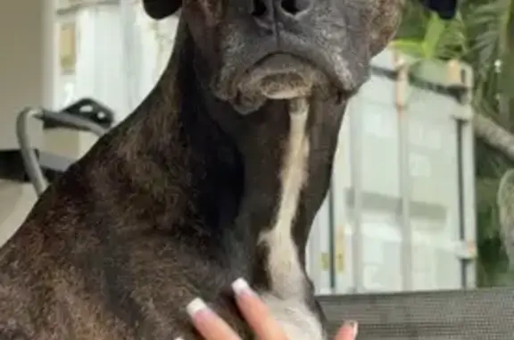 Lost male dog, Farmer Street, 32, Cairns, Gordonvale – brindle Boxer mix seen in Edmonton - photo
