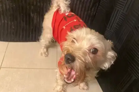 Lost dog, West Arrow Highway, 270, Upland, Moreno Valley — male, white, named Toro - photo