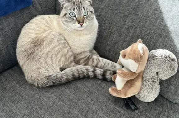 Lost male cat, Alaska Avenue, 8, Randburg, Riverlea — cream, grey and blue-eyed - photo
