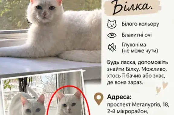 Зникла кішка, проспект Металургів, 18, Кам’янське, Курилівка — біла дівчинка з блакитними очима - photo