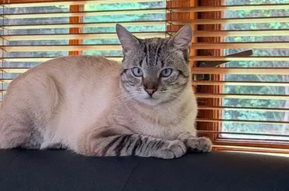 Lost male cat, Bergbron Drive, 2, Randburg, Riverlea – cream coat and light blue eyes - photo