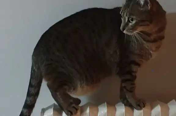 Gatos perdidos, Vilapicina i la Torre Llobeta, foto: Gato perdido, Carrer de Vèlia, 18, Barcelona, Vilapicina i la Torre Llobeta — atigrado y asustadizo