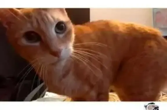 Gato perdido, Avinguda dels Rasos de Peguera, Barcelona — delgado y tímido - photo