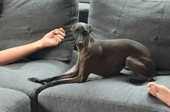 Lost dog, Franklin Road, 357, Glassboro — male, black with white under his neck - photo