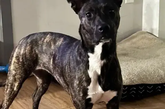 Lost dog, North Sacramento Avenue, 1000, Chicago — female Pitbull/terrier mix - photo