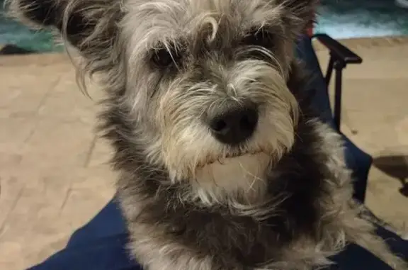 Lost dog, East 36th Avenue, 501, North Little Rock — 10-year-old female with a rainbow pawprint bandana - photo
