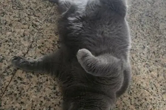 Lost male cat, Singapore 640726, Yishun — big, grey and timid - photo