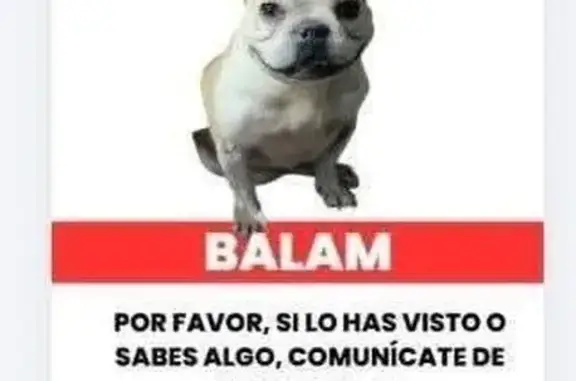 Perro perdido, Avenida Vía Láctea, 136, Villas de la Hacienda, Hacienda Santa Fe — macho con patas delanteras lastimadas - photo