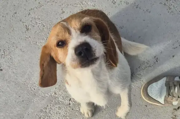 Encontrado perro, Tirimol, 272...