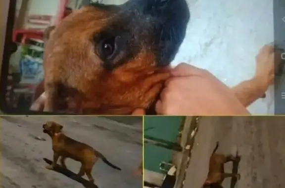 Perro perdido, Calle 10 Bis, MZ41 LT34, Playa del Carmen — cara negra tipo máscara - photo